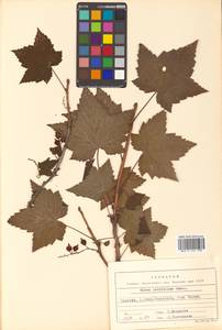 Ribes latifolium Jancz., Siberia, Russian Far East (S6) (Russia)