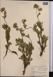 Farinopsis salesoviana (Steph.) Chrtek & Soják, Middle Asia, Pamir & Pamiro-Alai (M2) (Kyrgyzstan)