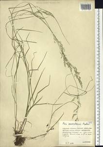 Poa alta Hitchc., Siberia, Russian Far East (S6) (Russia)