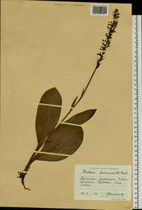 Platanthera fuscescens (L.) Kraenzl., Siberia, Russian Far East (S6) (Russia)