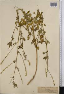 Melilotus albus Medik., Middle Asia, Northern & Central Tian Shan (M4) (Kazakhstan)