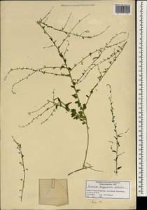 Kickxia aegyptiaca (L.) Nábelek, South Asia, South Asia (Asia outside ex-Soviet states and Mongolia) (ASIA) (Israel)