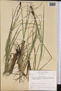 Carex aquatilis var. minor Boott, America (AMER) (Greenland)