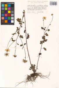 Tanacetum parthenium (L.) Sch. Bip., Eastern Europe, Moscow region (E4a) (Russia)