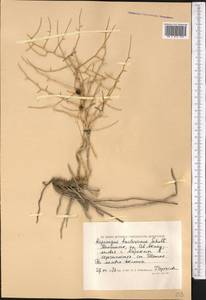 Asparagus breslerianus Schult. & Schult.f., Middle Asia, Caspian Ustyurt & Northern Aralia (M8) (Kazakhstan)