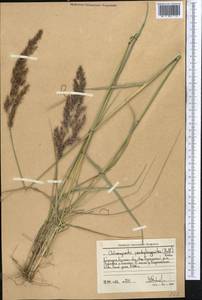 Calamagrostis pseudophragmites (Haller f.) Koeler, Middle Asia, Western Tian Shan & Karatau (M3) (Kyrgyzstan)