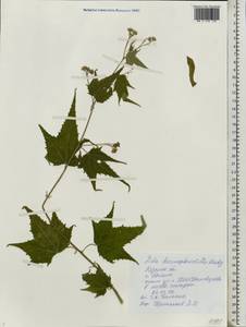 Sida hermaphrodita (L.) Rusby, Eastern Europe, Central region (E4) (Russia)