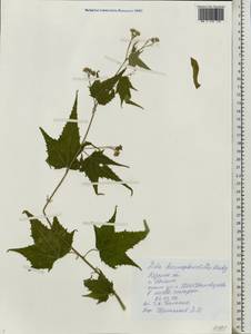 Ripariosida hermaphrodita (L.) Weakley & D. B. Poind., Eastern Europe, Central region (E4) (Russia)