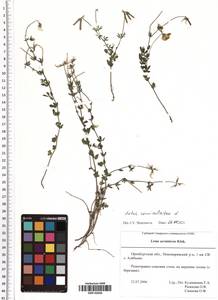 Lotus corniculatus L., Eastern Europe, Eastern region (E10) (Russia)