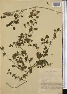 Salpichroa origanifolia (Lam.) Baillon, Western Europe (EUR) (Italy)
