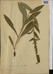 Digitalis lutea subsp. australis (Ten.) Arcang., Western Europe (EUR) (Italy)