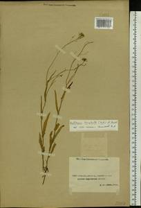 Pseudoarabidopsis toxophylla (M.Bieb.) Al-Shehbaz, O'Kane & R.A. Price, Middle Asia, Caspian Ustyurt & Northern Aralia (M8) (Kazakhstan)