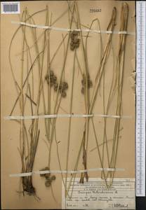 Scirpoides holoschoenus (L.) Soják, Middle Asia, Western Tian Shan & Karatau (M3) (Kazakhstan)