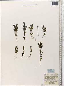 Gentianella biebersteinii (Bunge) Holub, Caucasus, Krasnodar Krai & Adygea (K1a) (Russia)