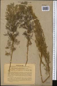 Artemisia abrotanum L., Middle Asia, Northern & Central Kazakhstan (M10) (Kazakhstan)