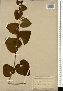 Aristolochia clematitis L., Caucasus, Abkhazia (K4a) (Abkhazia)