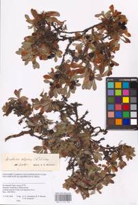 Arctostaphylos alpinus (L.) Spreng., Siberia, Western Siberia (S1) (Russia)