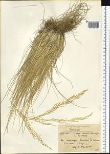 Deschampsia, Siberia, Western Siberia (S1) (Russia)