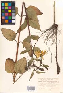 Helianthus tuberosus L., Eastern Europe, Moscow region (E4a) (Russia)