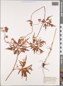 Aconitum woroschilovii Luferov, Siberia, Chukotka & Kamchatka (S7) (Russia)