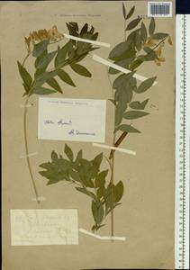 Lathyrus gmelinii (Fisch. ex Ser.) Fritsch, Siberia, Western (Kazakhstan) Altai Mountains (S2a) (Kazakhstan)