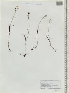 Hemipilia kinoshitae (Makino) Y.Tang, H.Peng & T.Yukawa, Siberia, Russian Far East (S6) (Russia)