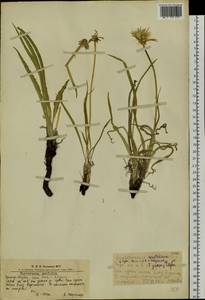 Takhtajaniantha austriaca (Willd.) Zaika, Sukhor. & N. Kilian, Siberia, Altai & Sayany Mountains (S2) (Russia)