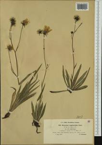 Hieracium bupleuroides subsp. scabriceps Nägeli & Peter, Western Europe (EUR) (Germany)