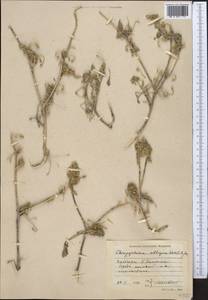 Chrozophora tinctoria (L.) A.Juss., Middle Asia, Kopet Dag, Badkhyz, Small & Great Balkhan (M1) (Turkmenistan)