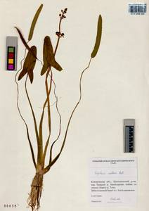 Sagittaria natans Pall., Siberia, Altai & Sayany Mountains (S2) (Russia)