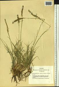 Psathyrostachys juncea (Fisch.) Nevski, Siberia, Altai & Sayany Mountains (S2) (Russia)