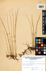 Juncus filiformis L., Siberia, Baikal & Transbaikal region (S4) (Russia)