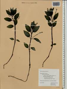 Mercurialis perennis L., Eastern Europe, Central region (E4) (Russia)