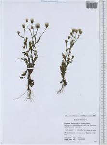 Senecio viscosus L., Siberia, Baikal & Transbaikal region (S4) (Russia)