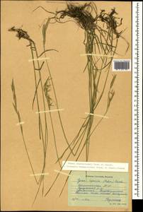 Bromus biebersteinii Roem. & Schult., Caucasus, Dagestan (K2) (Russia)