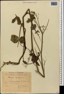 Pastinaca sativa subsp. urens (Req. ex Godr.) Celak., Caucasus, Georgia (K4) (Georgia)