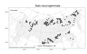 Salix recurvigemmata A. K. Skvortsov, Atlas of the Russian Flora (FLORUS) (Russia)