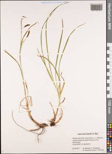 Carex macrochaeta C.A.Mey., Siberia, Chukotka & Kamchatka (S7) (Russia)