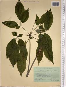 Panax ginseng C. A. Mey., Siberia, Russian Far East (S6) (Russia)