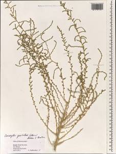 Nitrosalsola gaetula (Maire) Theodorova, South Asia, South Asia (Asia outside ex-Soviet states and Mongolia) (ASIA) (Israel)