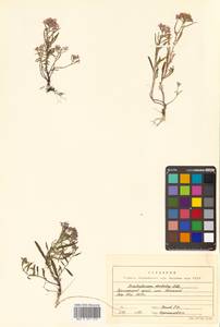 Dontostemon dentatus (Bunge) C. A. Mey. ex Ledeb., Siberia, Russian Far East (S6) (Russia)