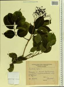 Sambucus nigra L., Eastern Europe, South Ukrainian region (E12) (Ukraine)