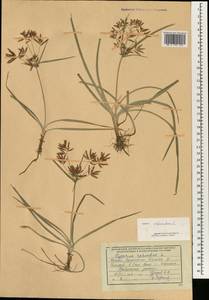 Cyperus rotundus L., South Asia, South Asia (Asia outside ex-Soviet states and Mongolia) (ASIA) (Afghanistan)