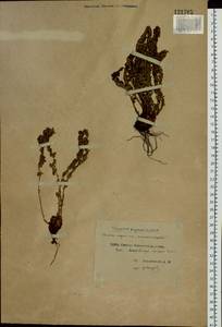 Dryopteris fragrans (L.) Schott, Siberia, Yakutia (S5) (Russia)