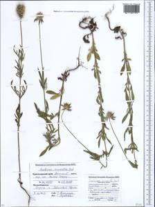 Lomelosia micrantha (Desf.) Greuter & Burdet, Caucasus, Krasnodar Krai & Adygea (K1a) (Russia)