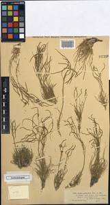 Rhammatophyllum pachyrhizum (Kar. & Kir.) O.E. Schulz, Middle Asia, Muyunkumy, Balkhash & Betpak-Dala (M9) (Kazakhstan)