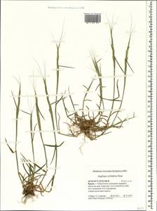 Aegilops cylindrica Host, Crimea (KRYM) (Russia)