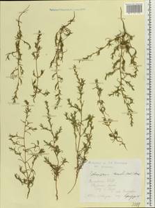 Petrosimonia triandra (Pall.) Simonk., Eastern Europe, Moldova (E13a) (Moldova)