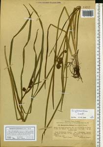 Sparganium glomeratum (Laest. ex Beurl.) Beurl., Eastern Europe, North-Western region (E2) (Russia)