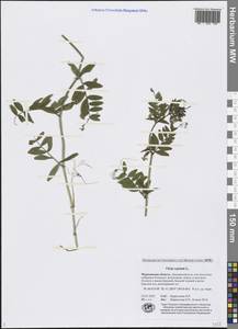 Vicia sepium L., Eastern Europe, Northern region (E1) (Russia)